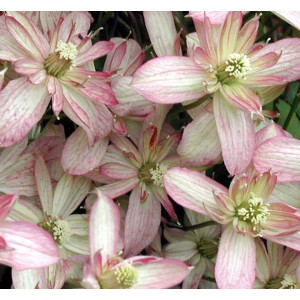 Clematis Montana Marjorie